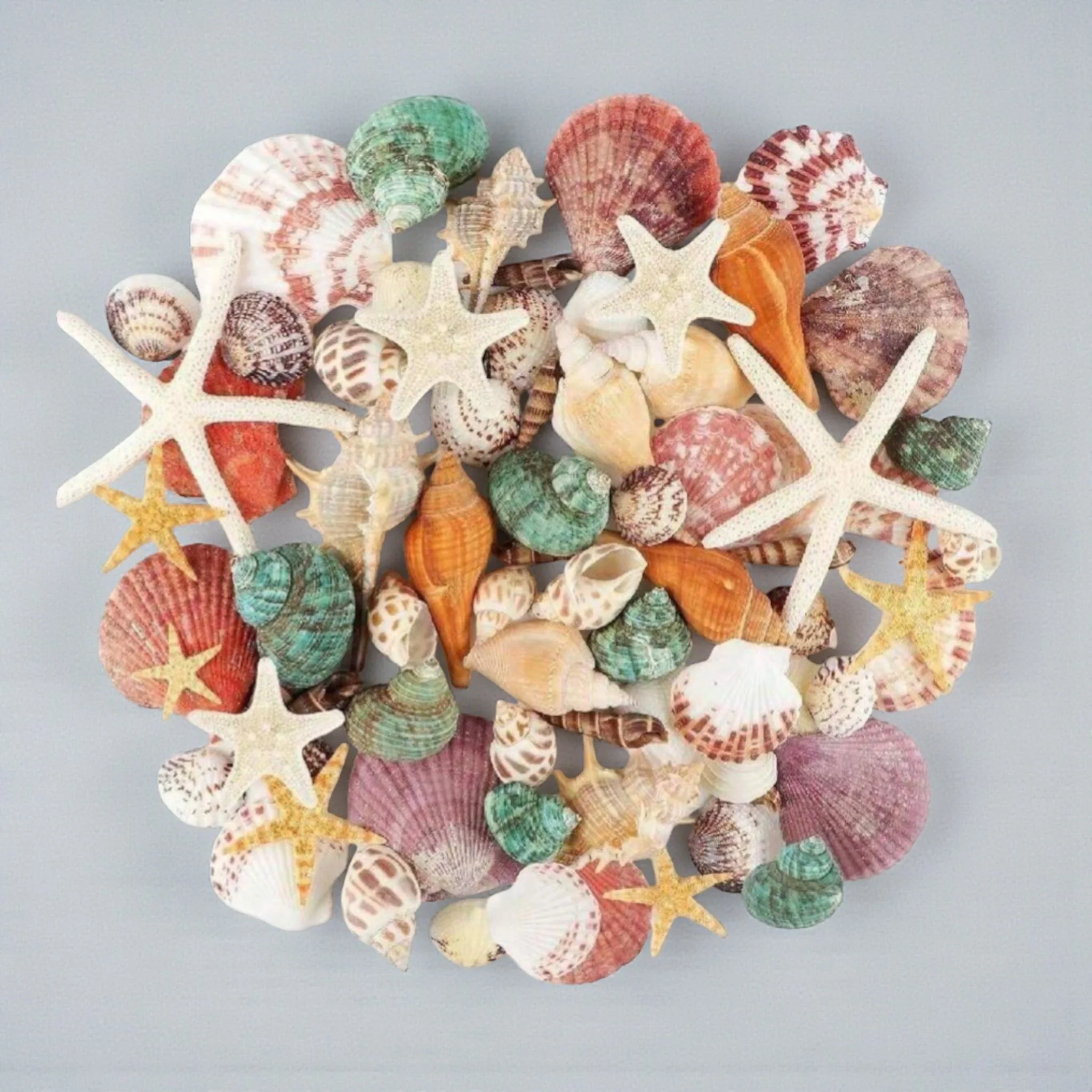 Conchiglie decorative - Image 2