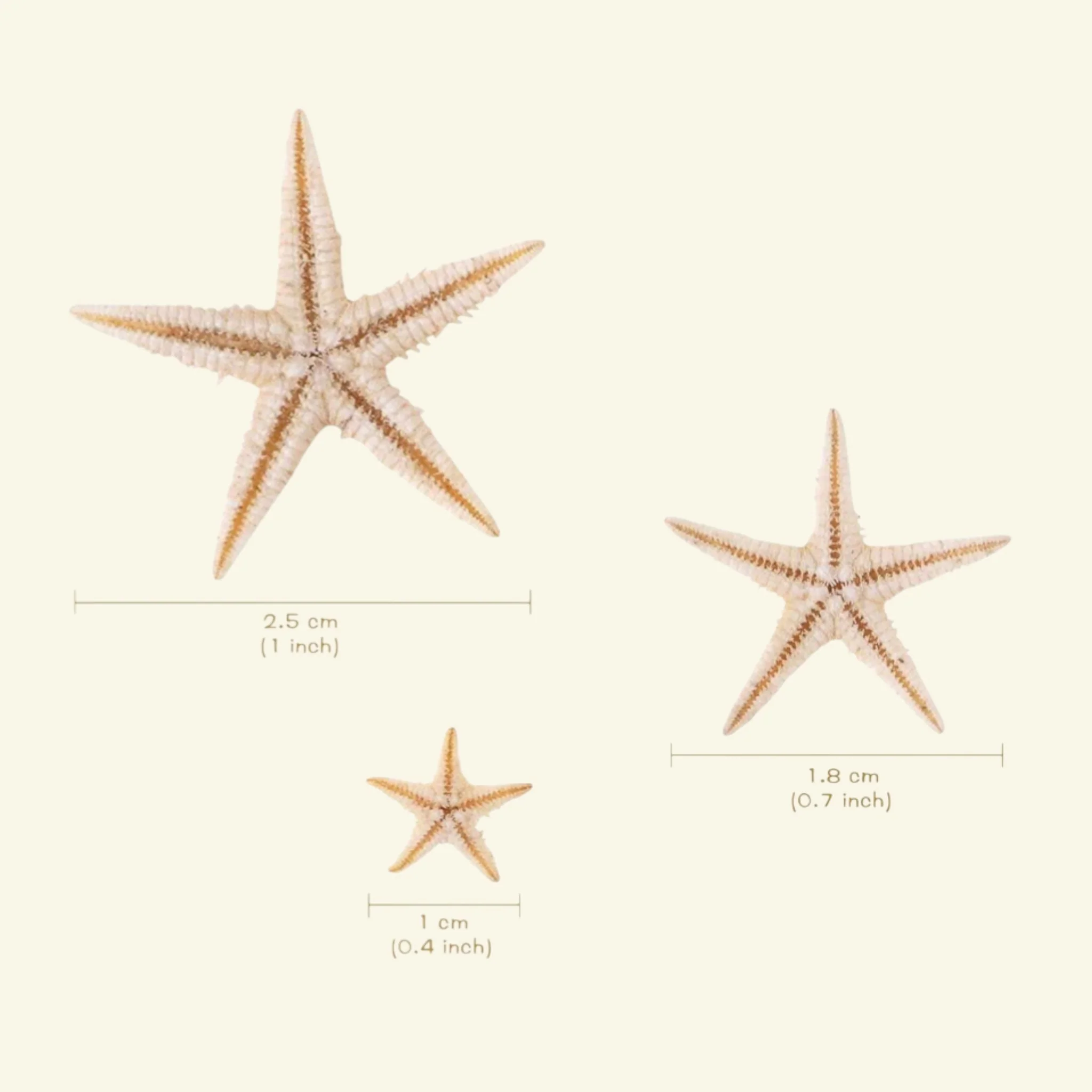 Stelle marine decorative - Image 2
