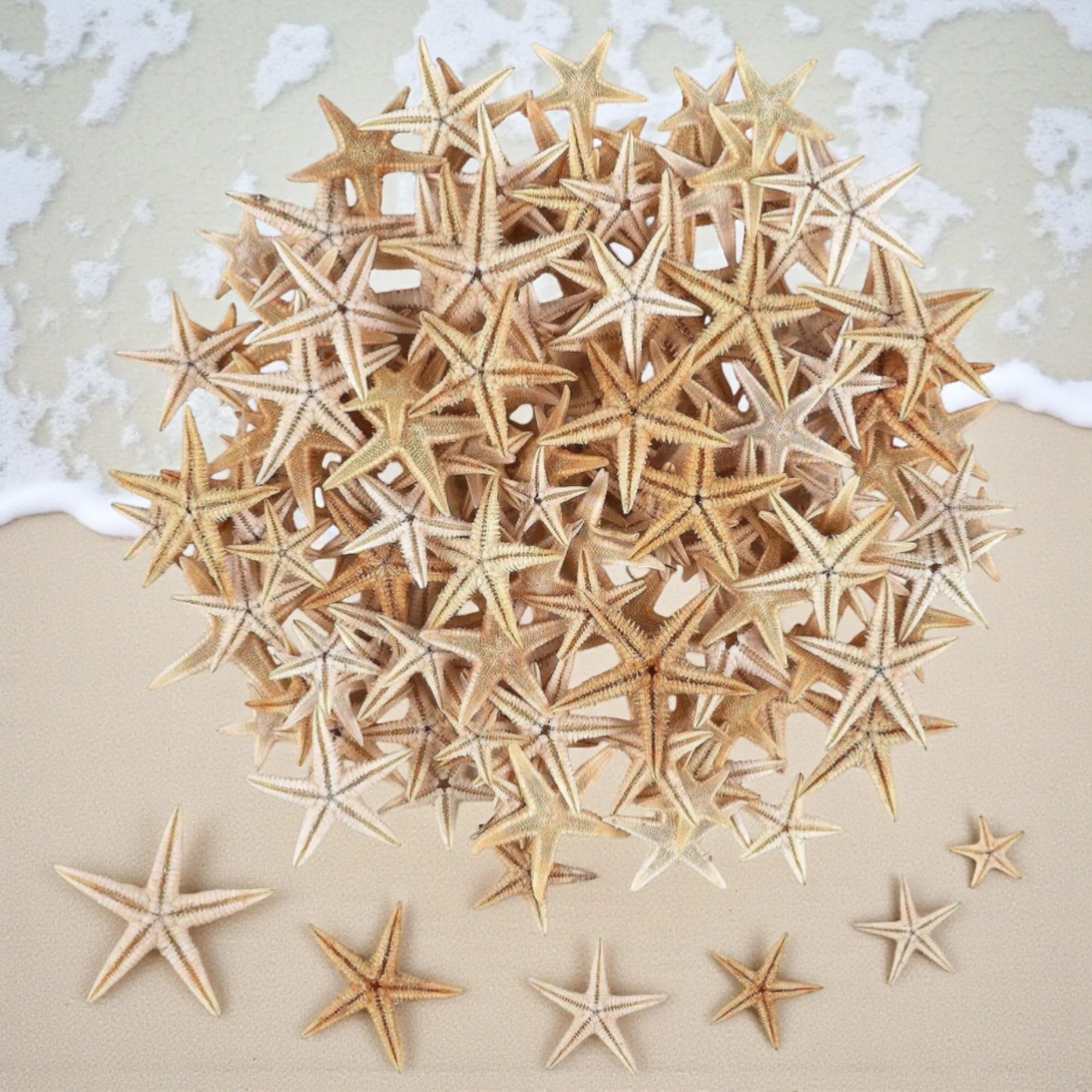 Stelle marine decorative - Image 4